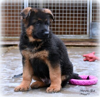 Německý Ovčák štěňata , krátkosrstý pes - 5