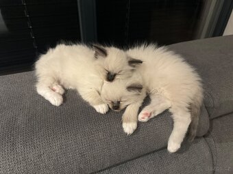 Ragdoll koťátka - 5