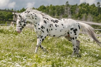 Roční hřebec appaloosa - 5