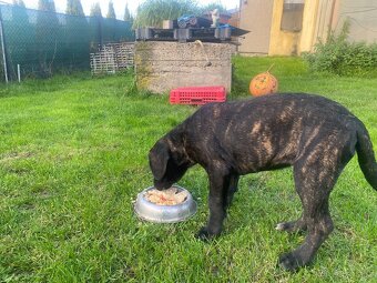 Štěňe Cane Corso - 5