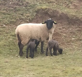 Suffolk x Texel - 5
