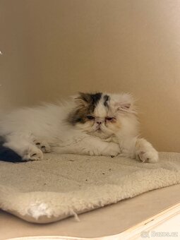 Perská koťátka - 5