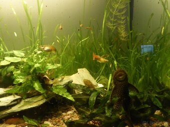 Akvarijni rostlinky - Vallisneria... - 5