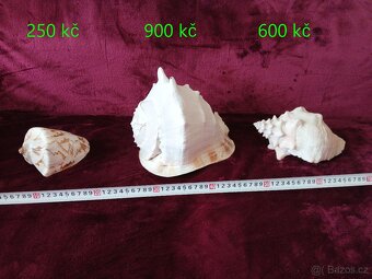 Mušle dle fotek cena je za 1 sestavu - 5