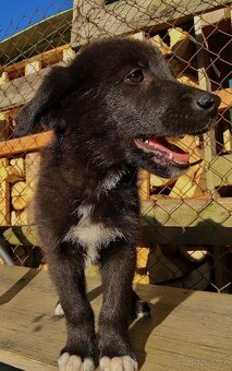 🐶Border Kolie chlapeček 🐶 - 5