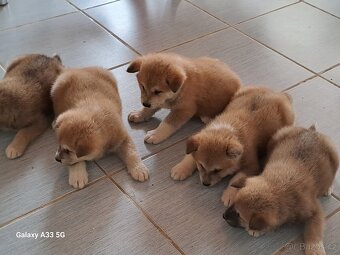 Akita Inu - 5