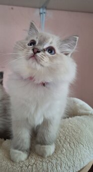 Nádherné koťátka Ragdoll s pp - 5