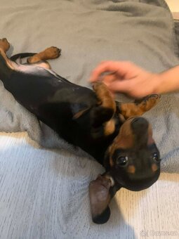 JEZEVČÍK HLADKOSRSTÝ - 5