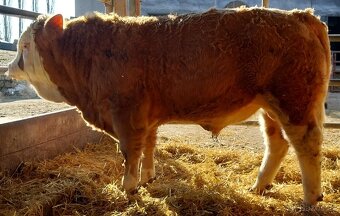 Možnost rezervace plemenných býků masný simentál - 5