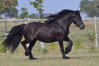 Fellský pony - 3 letá klisna - 5