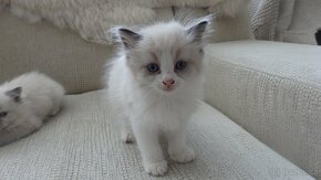 mačiatka ragdoll,radgoll,aktuálne,na predaj - 5