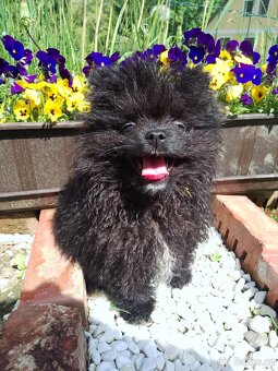Pejsek Mini Pomeranian s PP - 5