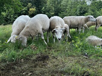 Bahnice Texel 100% - 5
