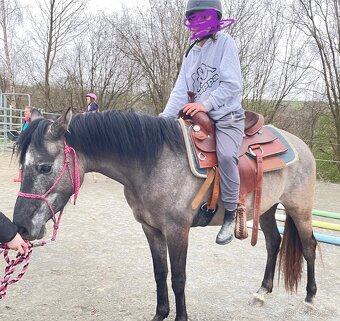 Sportovní pony klisna 3 roky. - 5