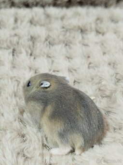 Křeček džungarský sameček - 5