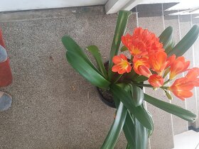 Kvetoucí klívie - krásný dárek - 5