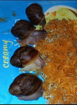 Africký šnek - Archachatina ventricosa cream a light body - 5