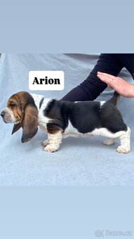Štěňata Basset hound - 5