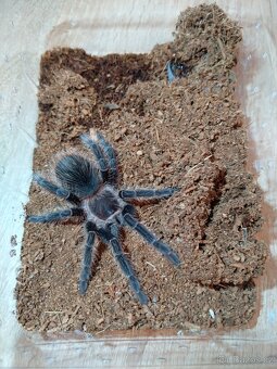 Prodám sklípkany lasiodora parahybana - 5