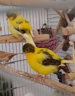Vyměním kanárka samce za samici. - 5