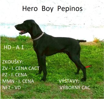 Nabídka štěnat NKO - 5