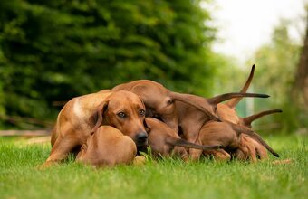 Rhodéský ridgeback - štěňata - 5