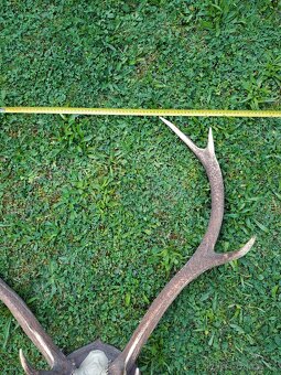 Jelení paroží - 5