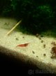 (Nedostupné ) krevetky Red Cherry - 5