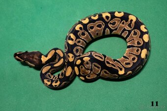Krajta královská/python regius - 5