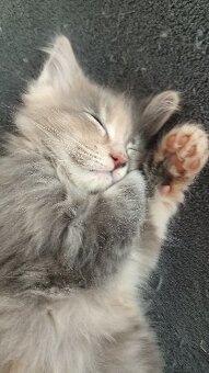 KOŤÁTKA MAINSKÁ MÝVALÍ - 5