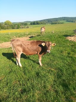 Prodám jalovici Brown Swiss - 5