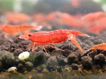 Neocaridina akvarijní krevetky - 5