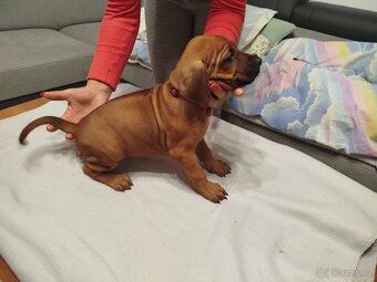 RHODESKY RIDGEBACK - 5