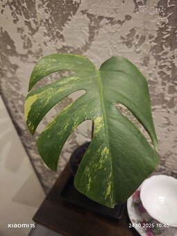Monstera deliciosa aurea marmorata - 5