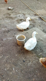 Kachny Pekingské - 5