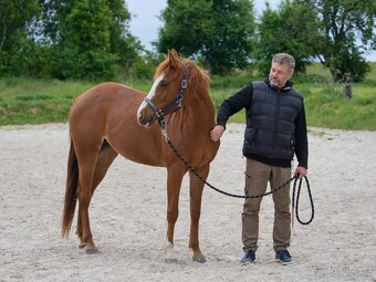 QH klisna - 5