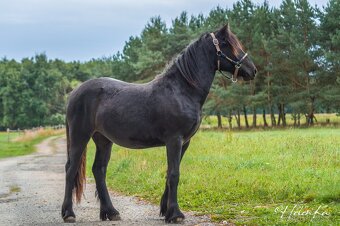 Fell Pony, klisnička 4/2024 - 5