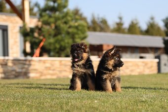 Německý ovčák štěňata - 5