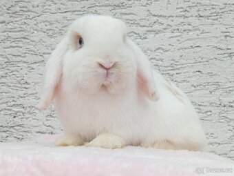 Volná samička - Anglický Zakrslý Beránek MiniLop🍑 - 5