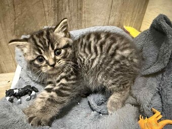 Britská whiskas koťátka bez PP - 5