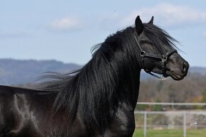 Fellský pony - plemenný hřebec na prodej - 5