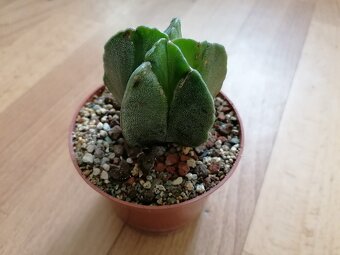 Kaktusy sbírka 5 kaktusů Astrophytum a Lophophora - 5