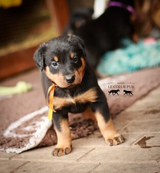 Beauceron - štěňátka k rezervaci - 5