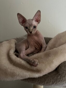 Kanadský sphynx - 5