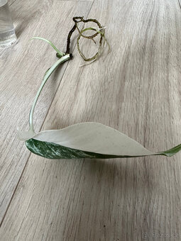 Monstera Albo variegata - 5