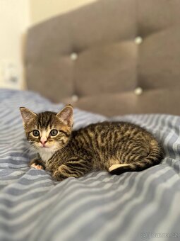 Darujeme koťátka do dobrých rukou – kocourek a kočička 🐱 - 5