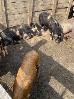 Kune Kune - 5