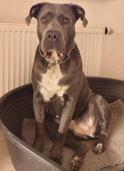 Cane corso - štěňata s PP (FCI) - 5
