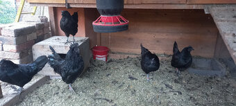 Ayam cemani - 4 slepice rok 2022 - 5