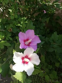 Ibisek venkovní syrsky nádherné květy - 5